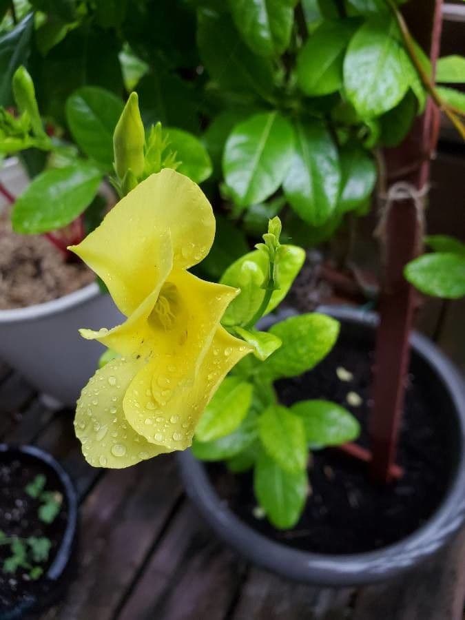 Gelber Flachschlinger 4