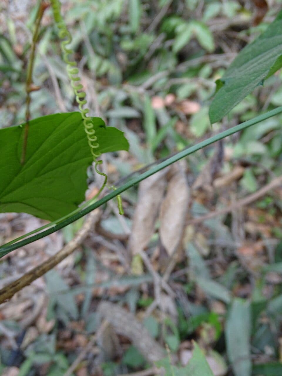 Cayaponia 8