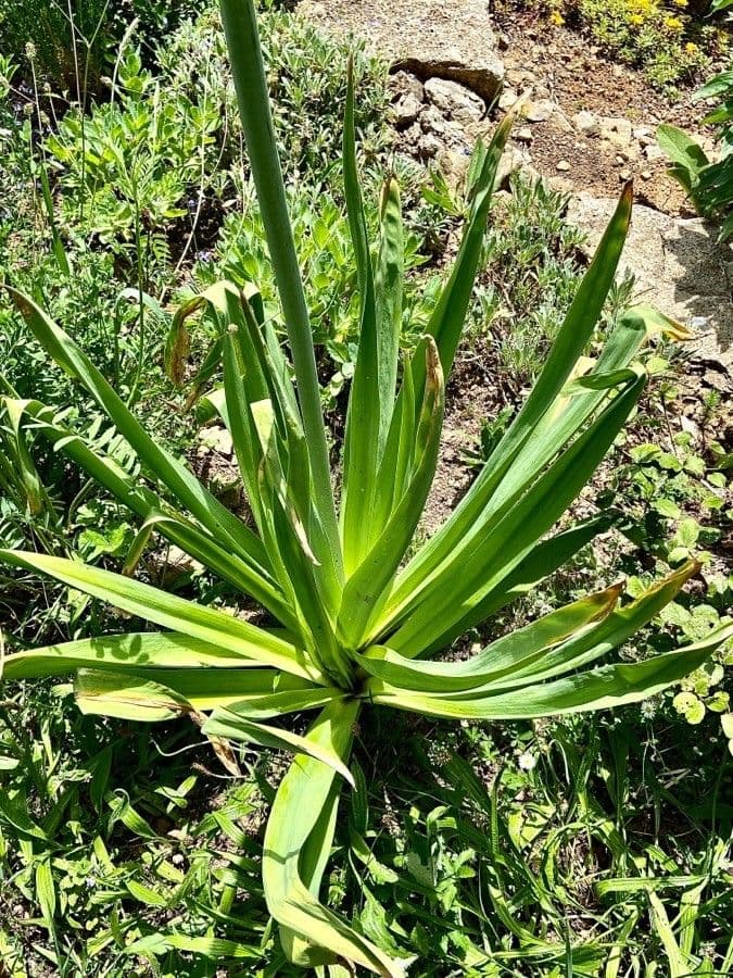 Eremurus himalajski 3