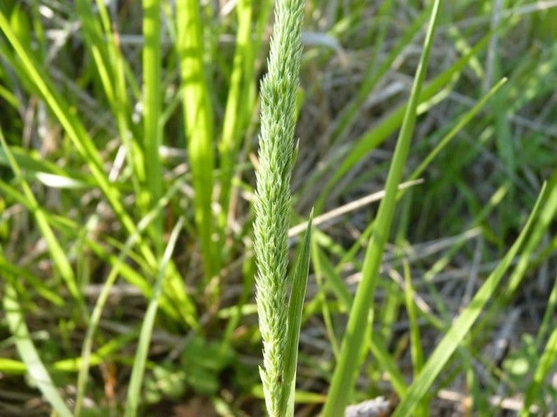 Codolina nuda 19