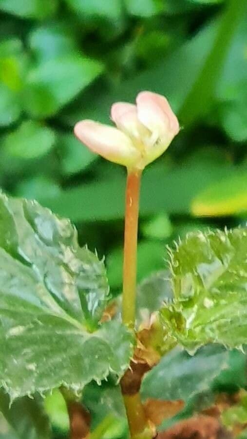 Begonia