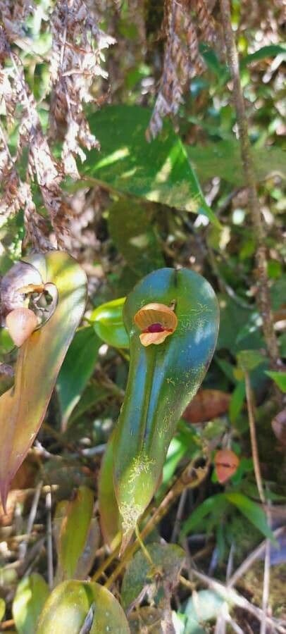 Pleurothallis 3