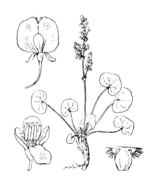 Oxiria 28