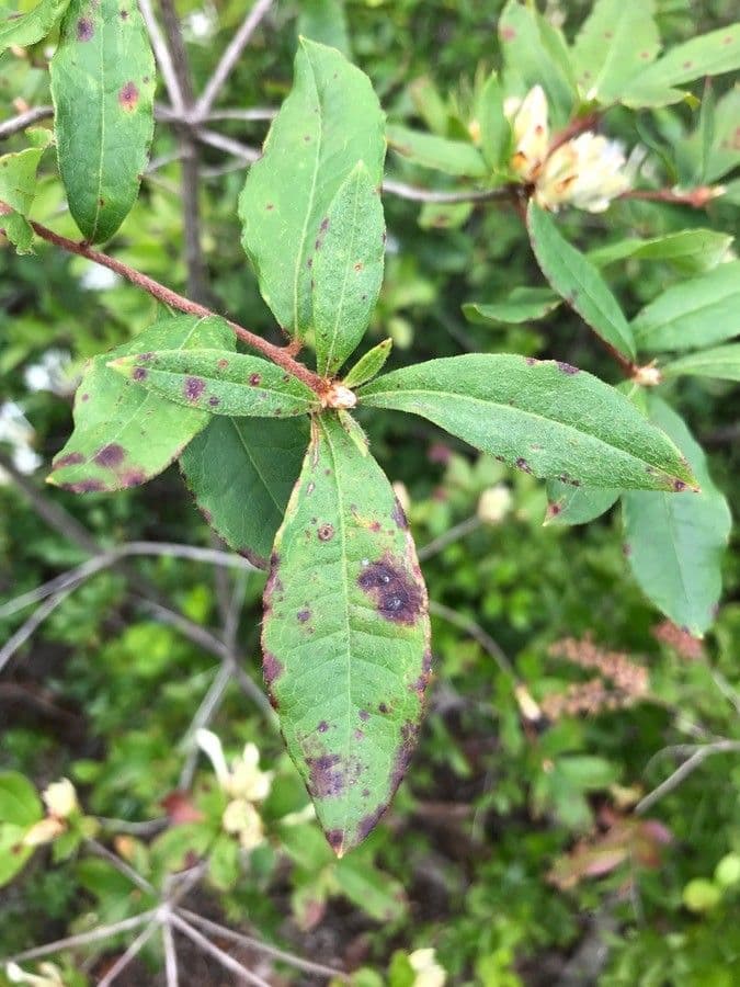 Rododendron 11