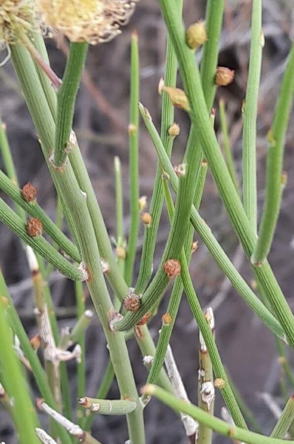 Prosopidastrum 6