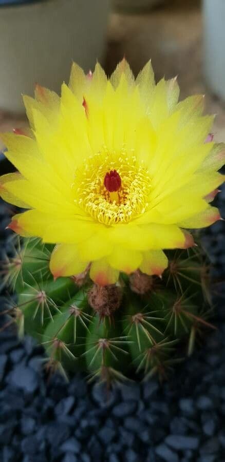 Parodia 2