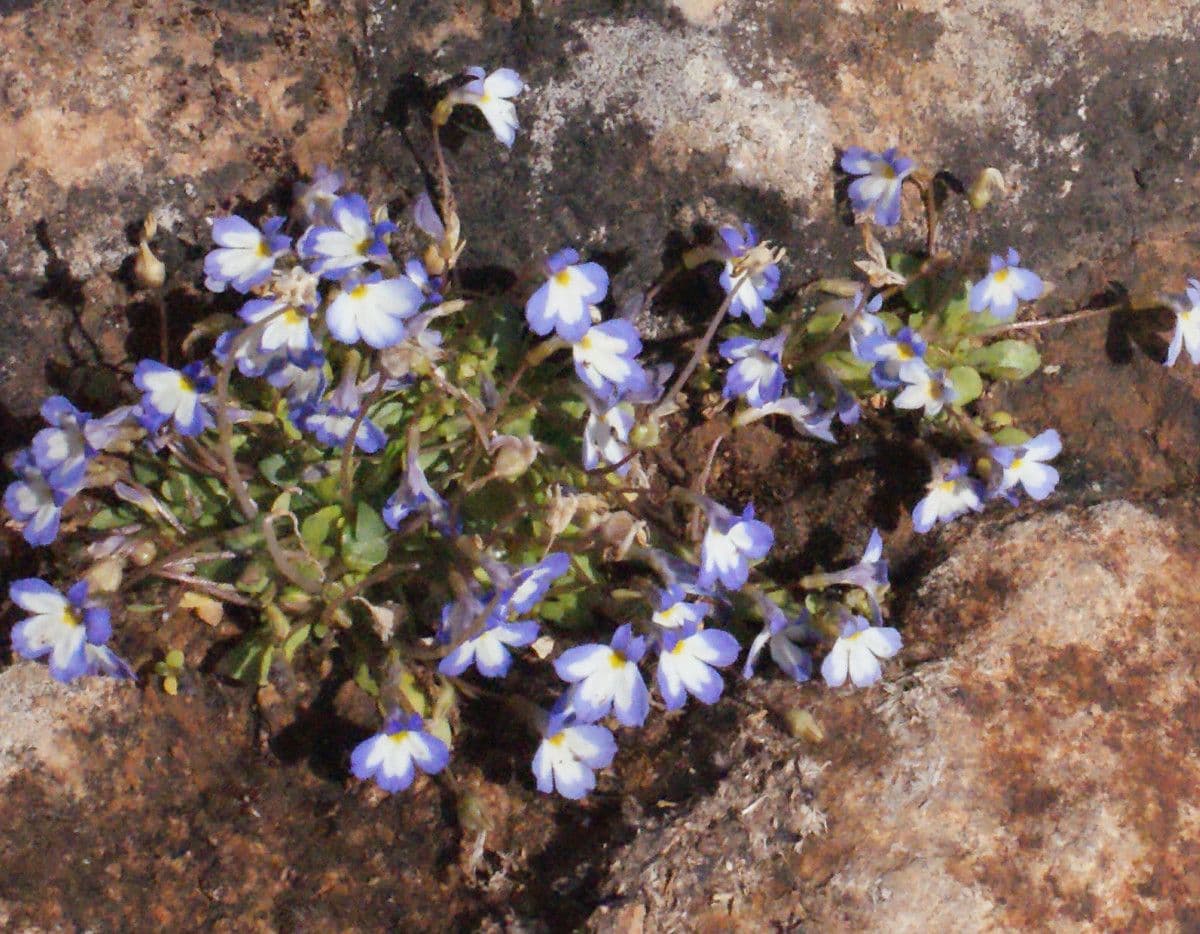 Solenopsis 10