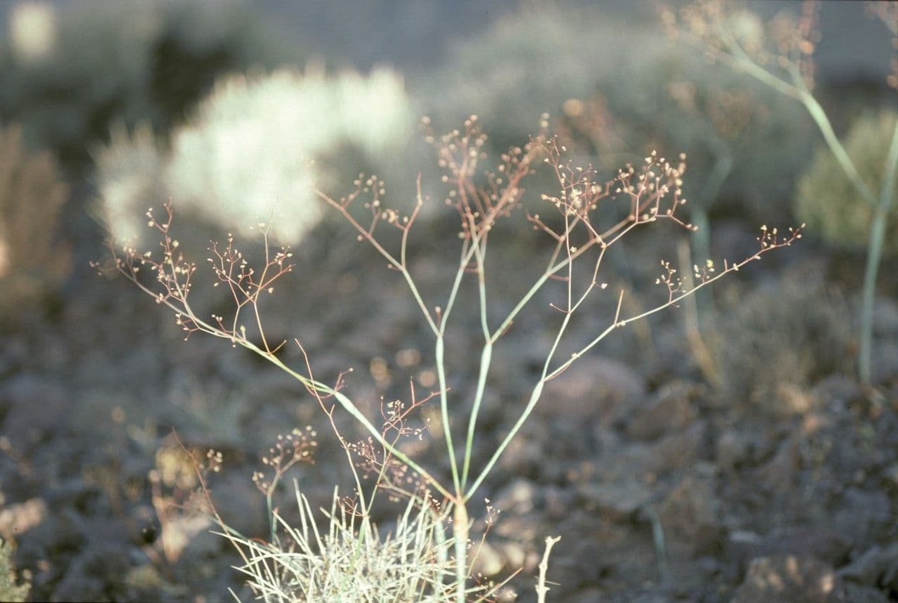 Polygonum gonfiato 2