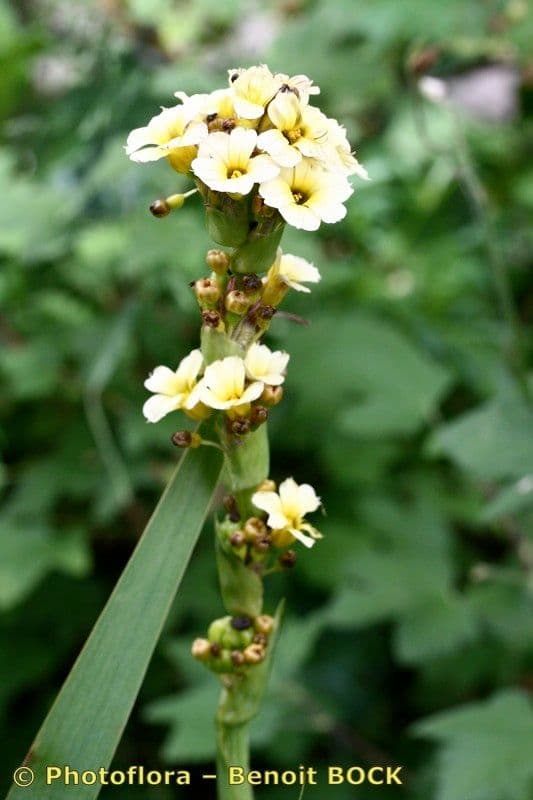 Sisyrinchium striato 20