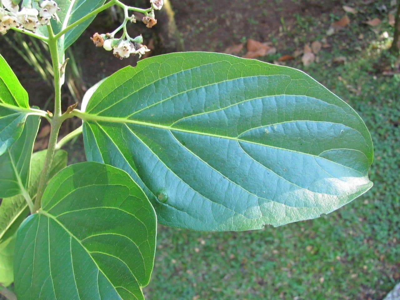 Cordia 5