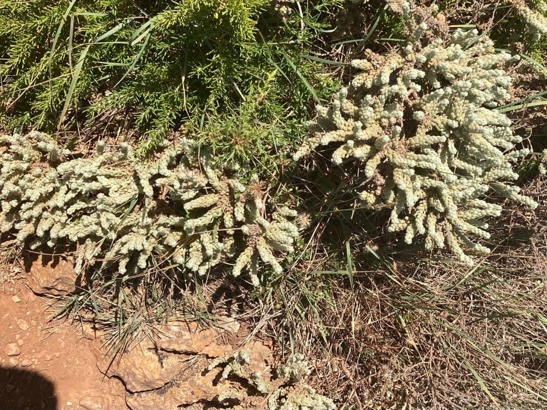 Teucrium 6
