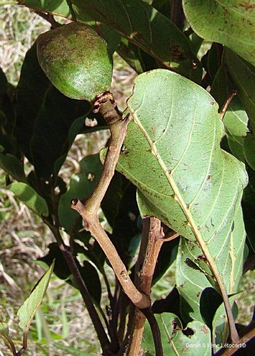 Cupaniopsis