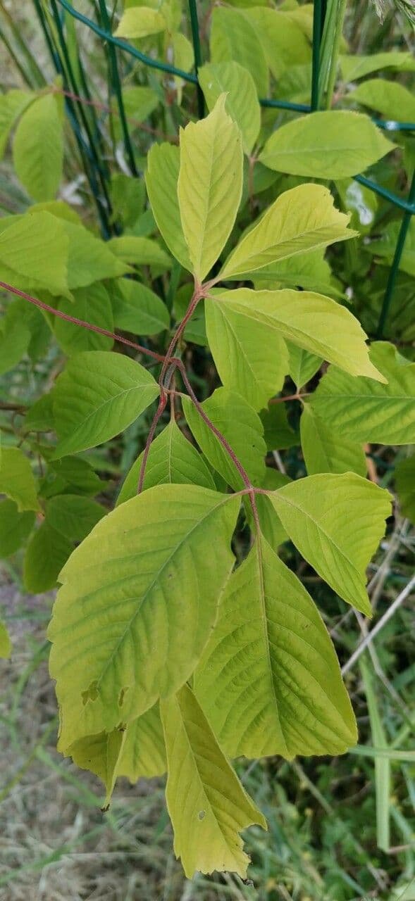 Henry's Maple 4