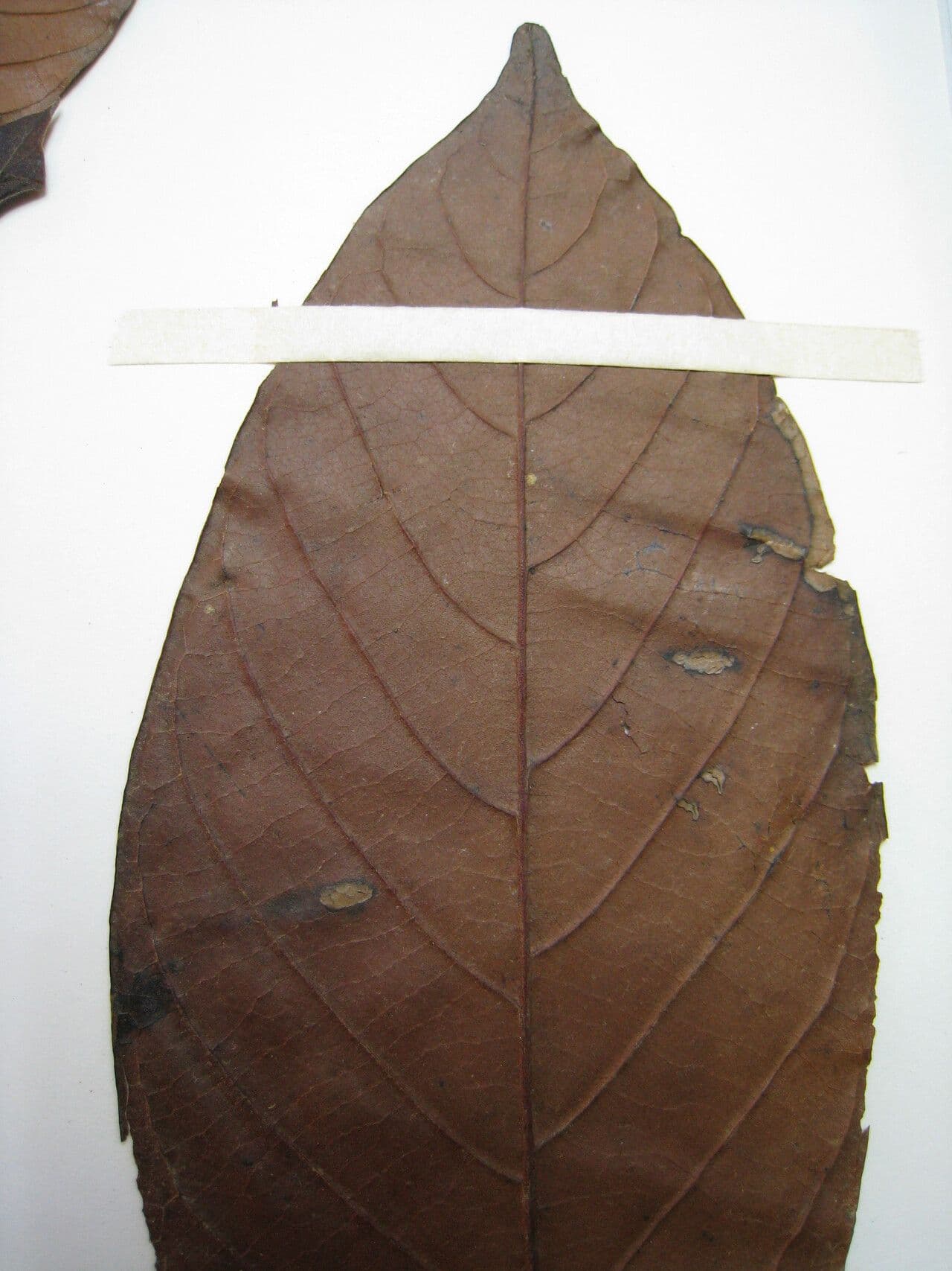 Unonopsis 9