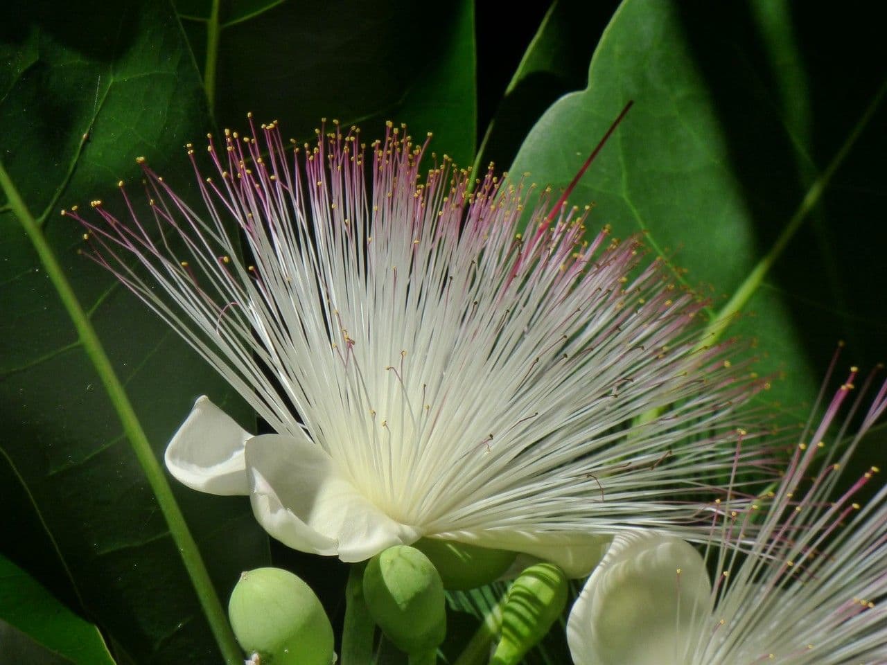Barringtonia 7