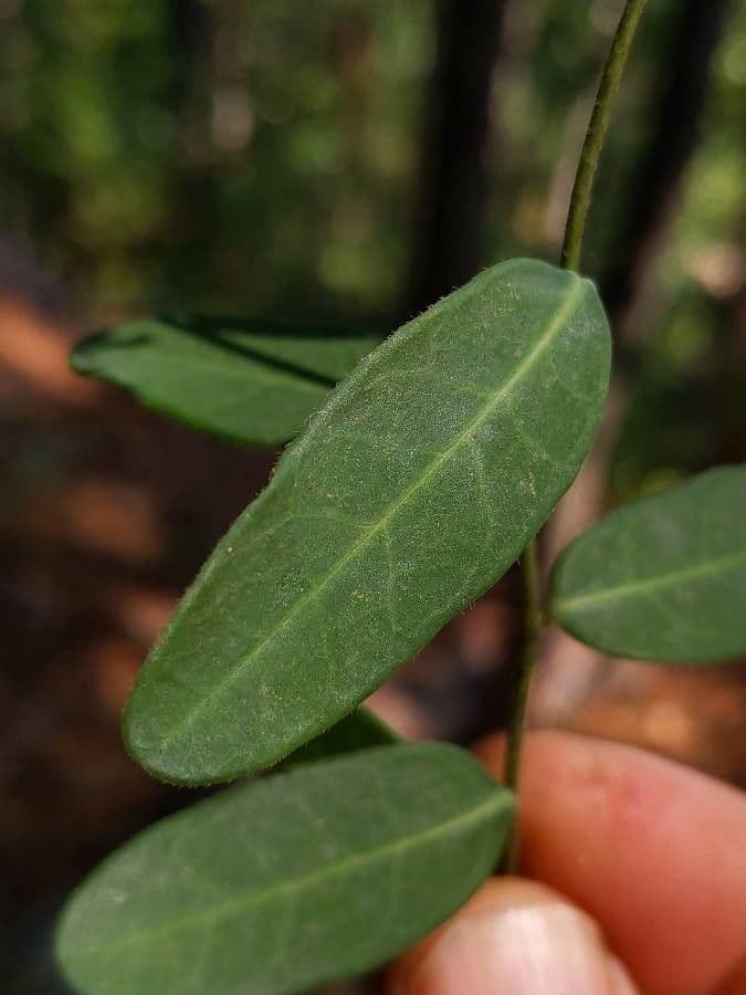 Euforbia corolla 13
