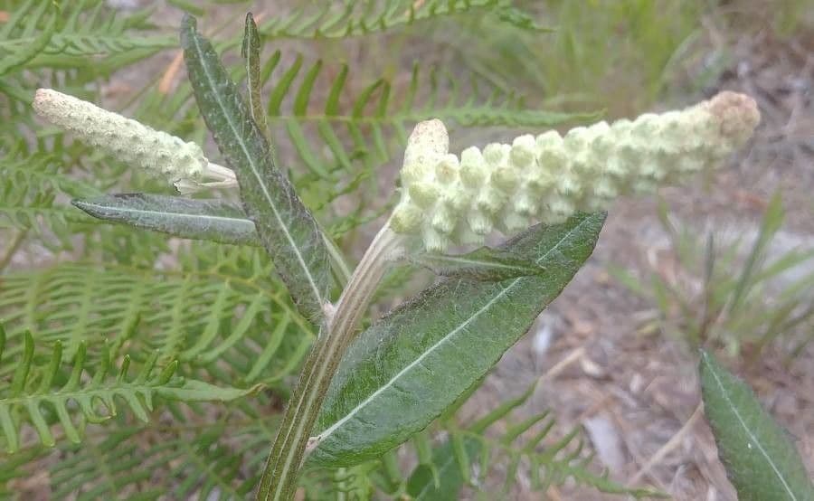 Pterocaulon 2