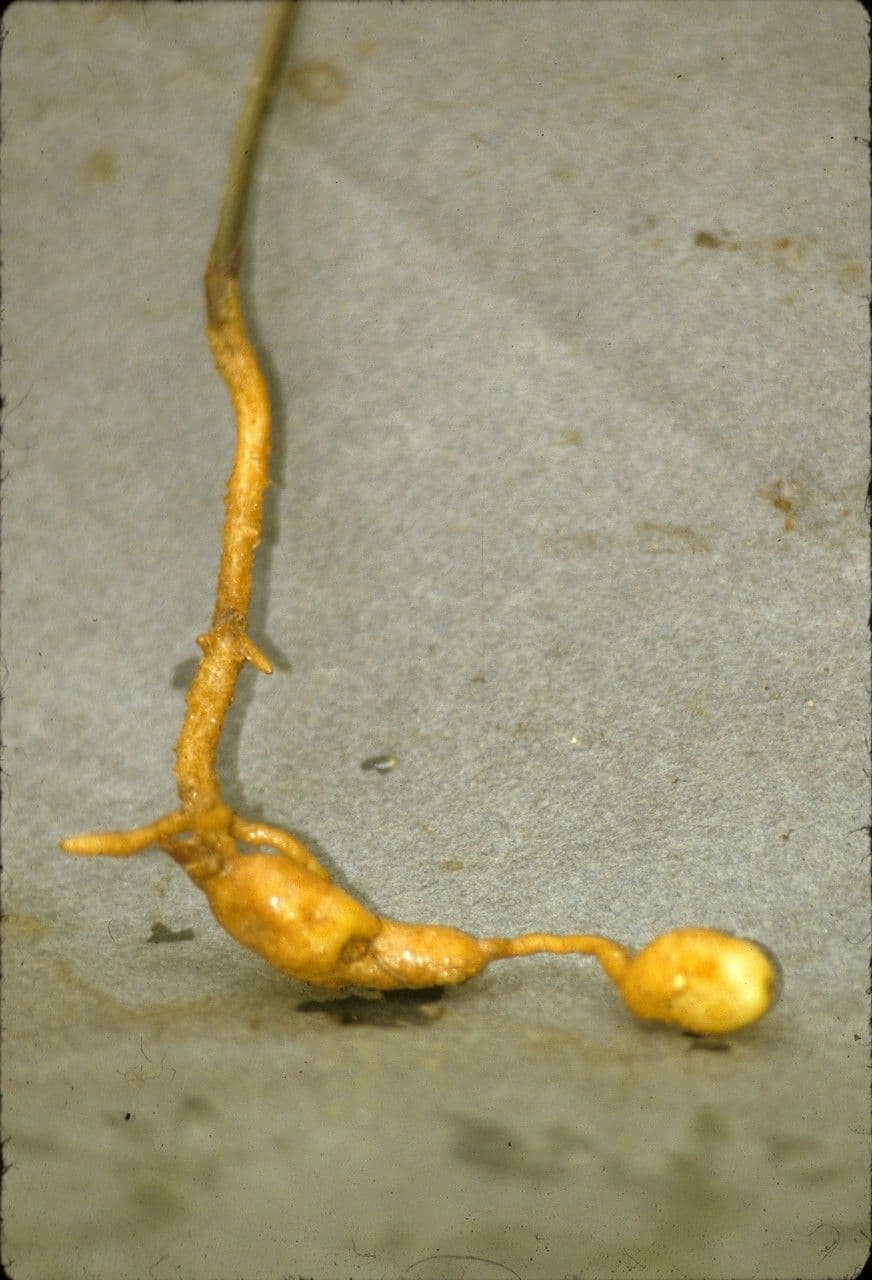 Orchidea 6