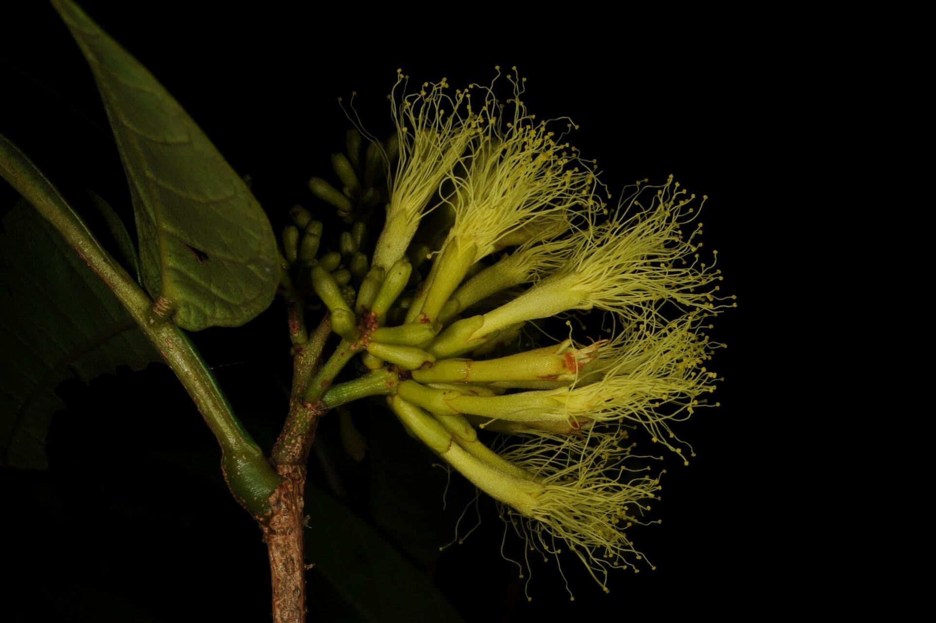 Inga
