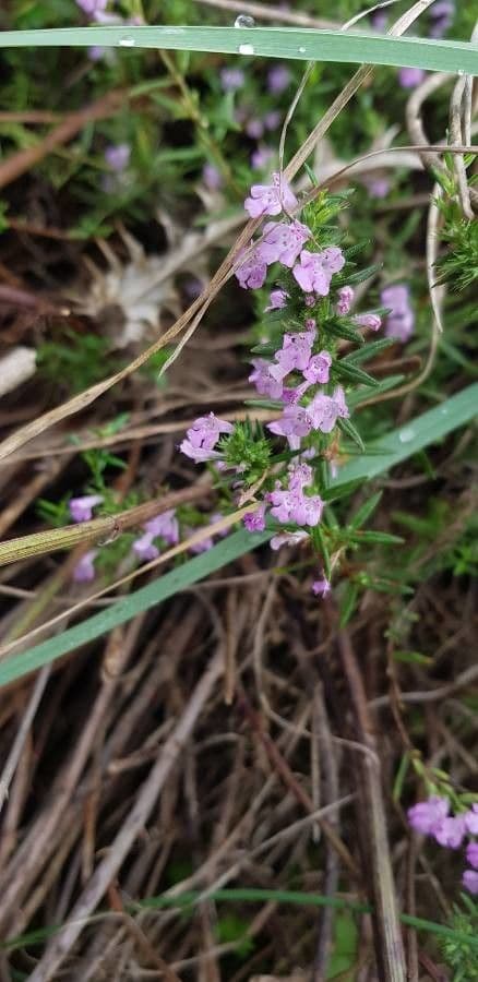 Micromeria greca 6
