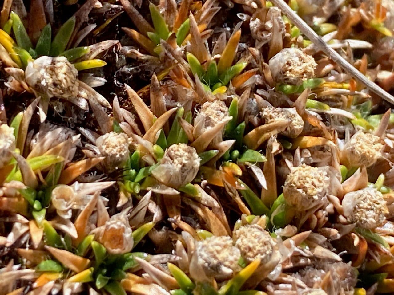 Paepalanthus 14