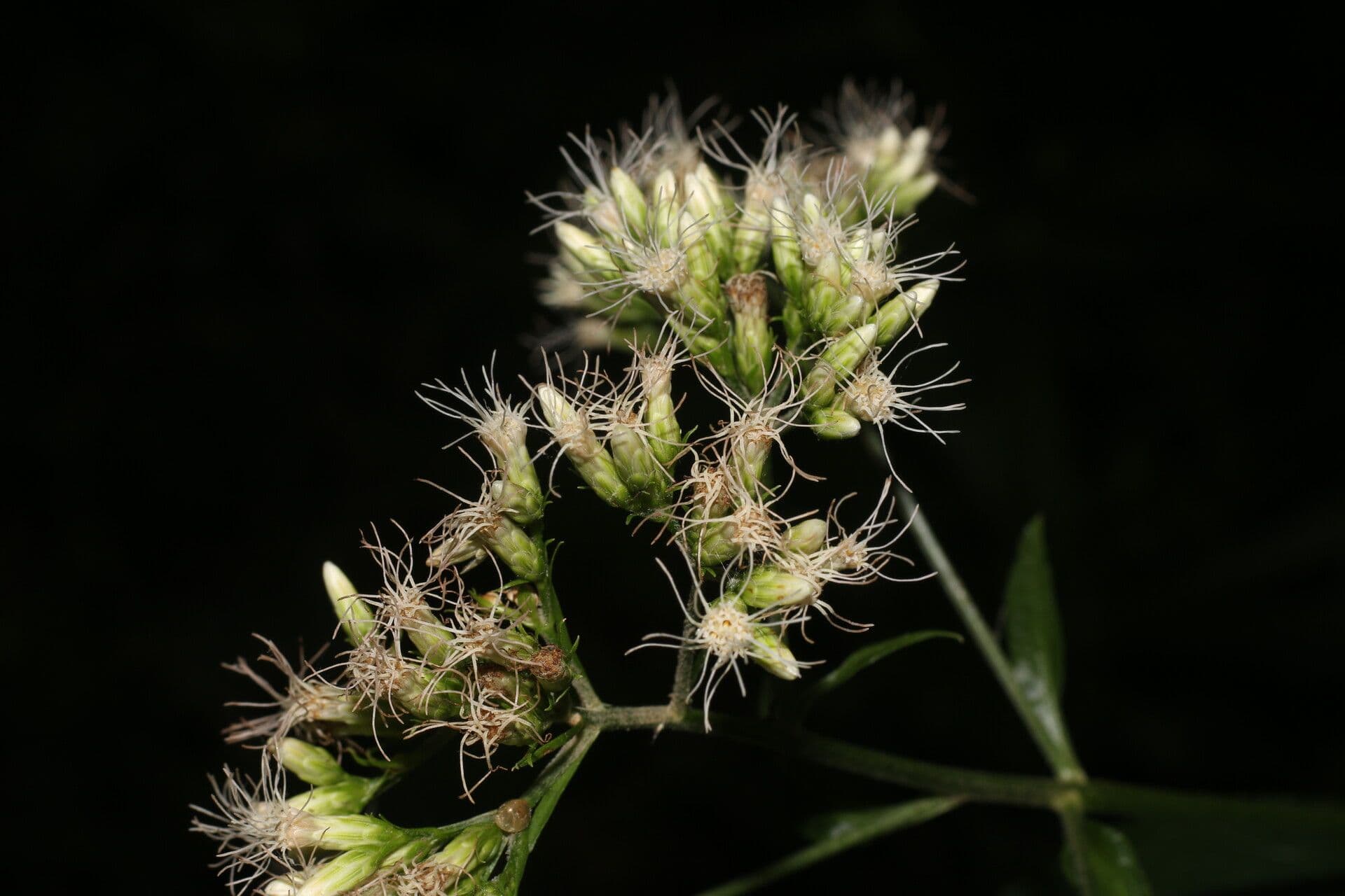 Critonia 2