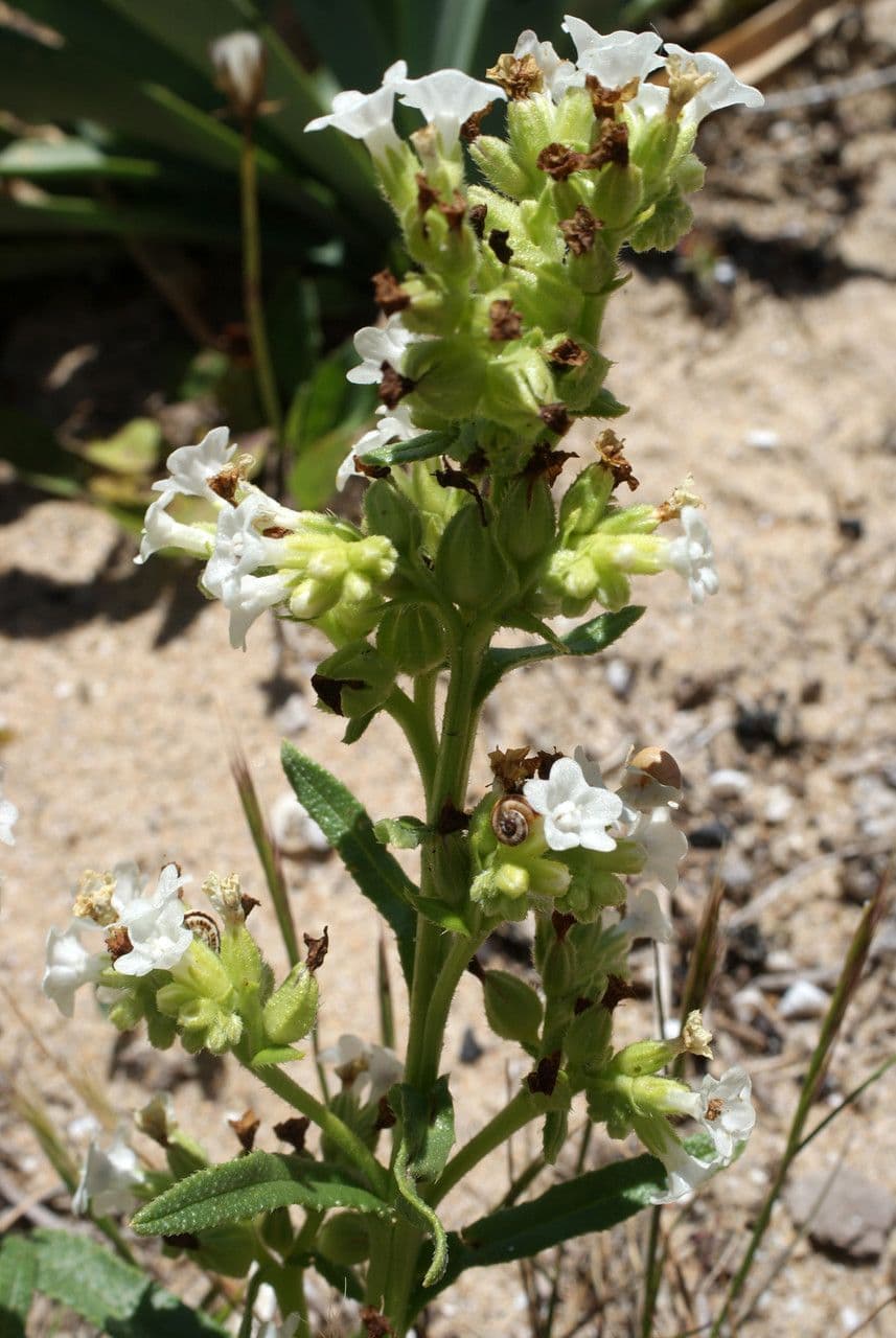 Anchusa 9
