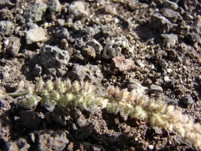 Tragus berteronianus 12