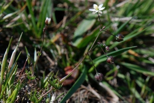 Frühlings-Spark 11