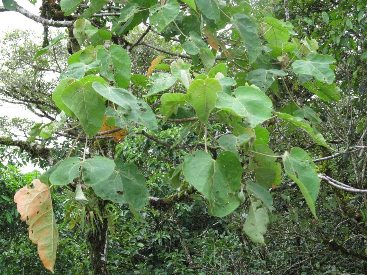 Drymonia alloplectoides 13