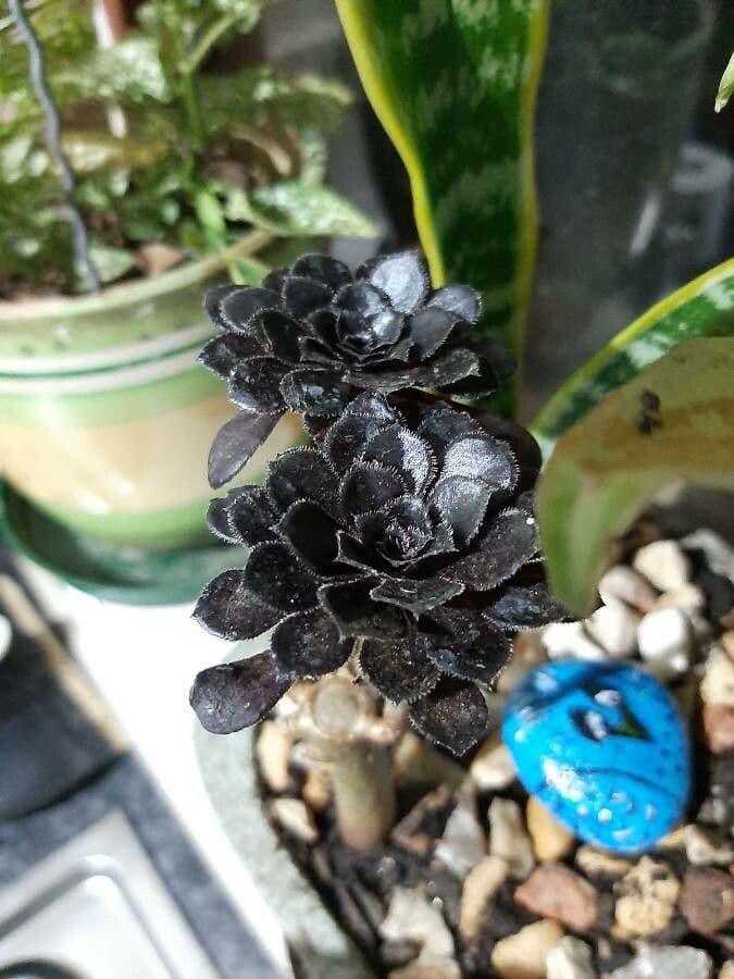 Aeonium 26