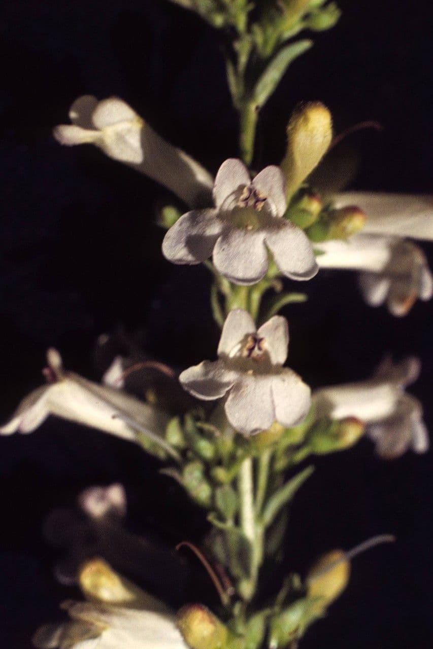 Penstemon 2