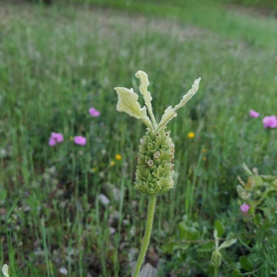 Lavanda verde 3