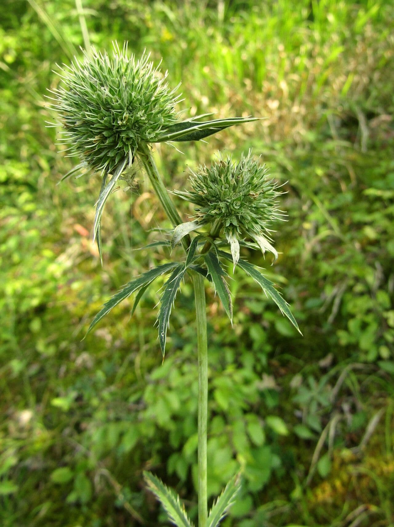 Panicaut palmé 2