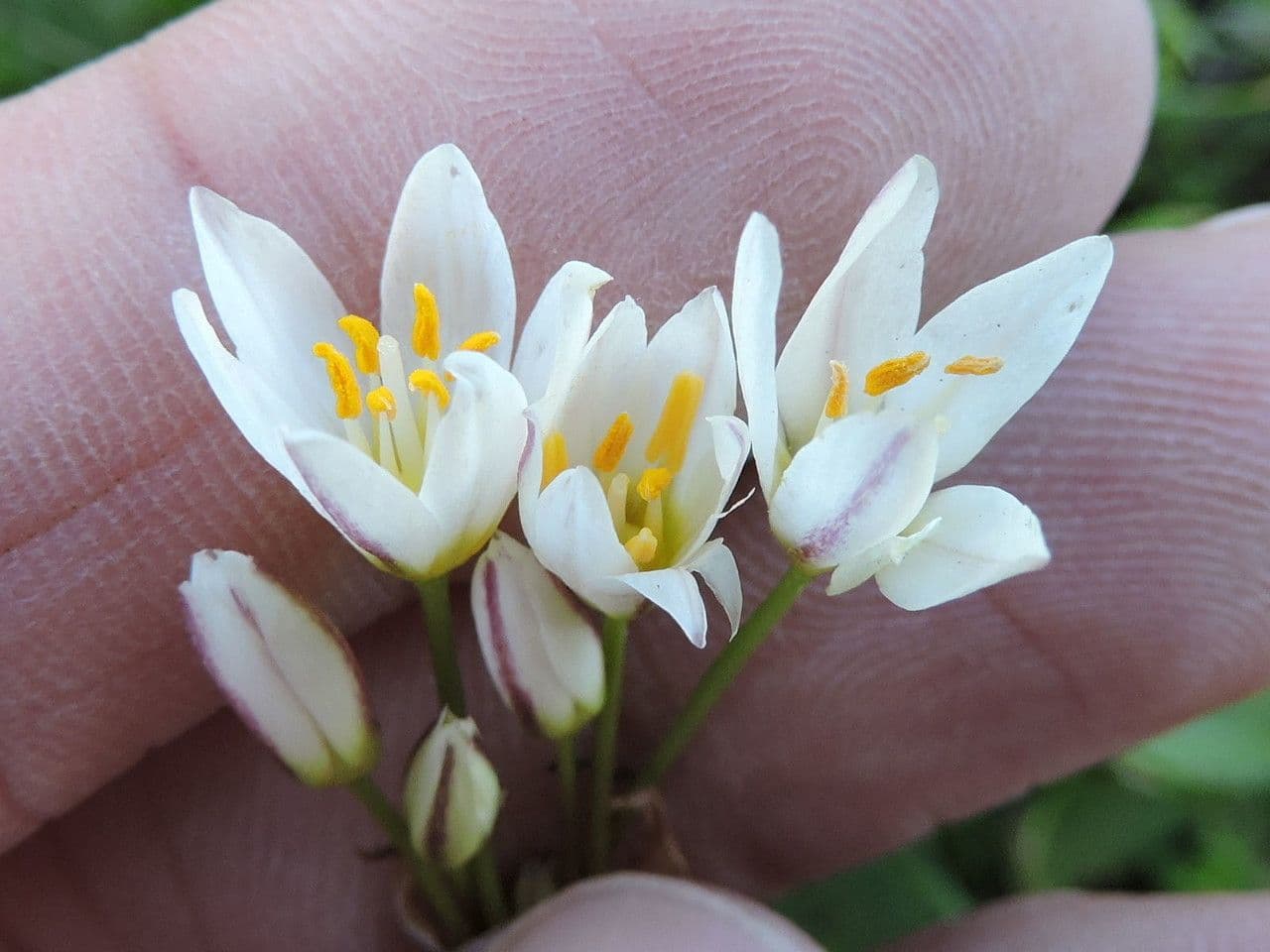 Nothoscordum bivalve 20