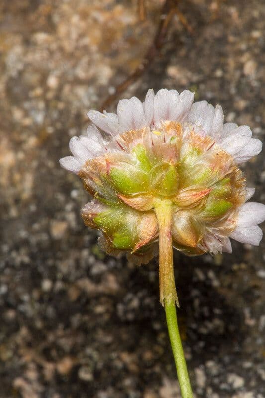 Armeria sarda 4