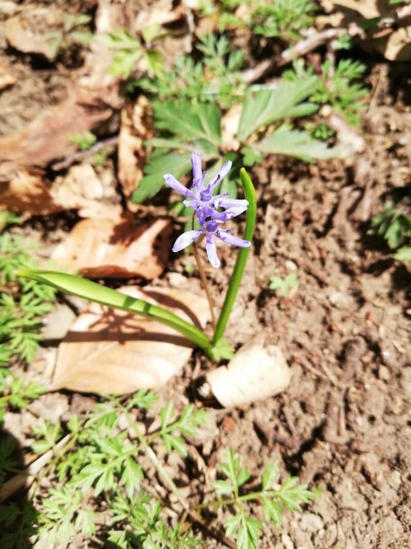 Scilla viennese 4