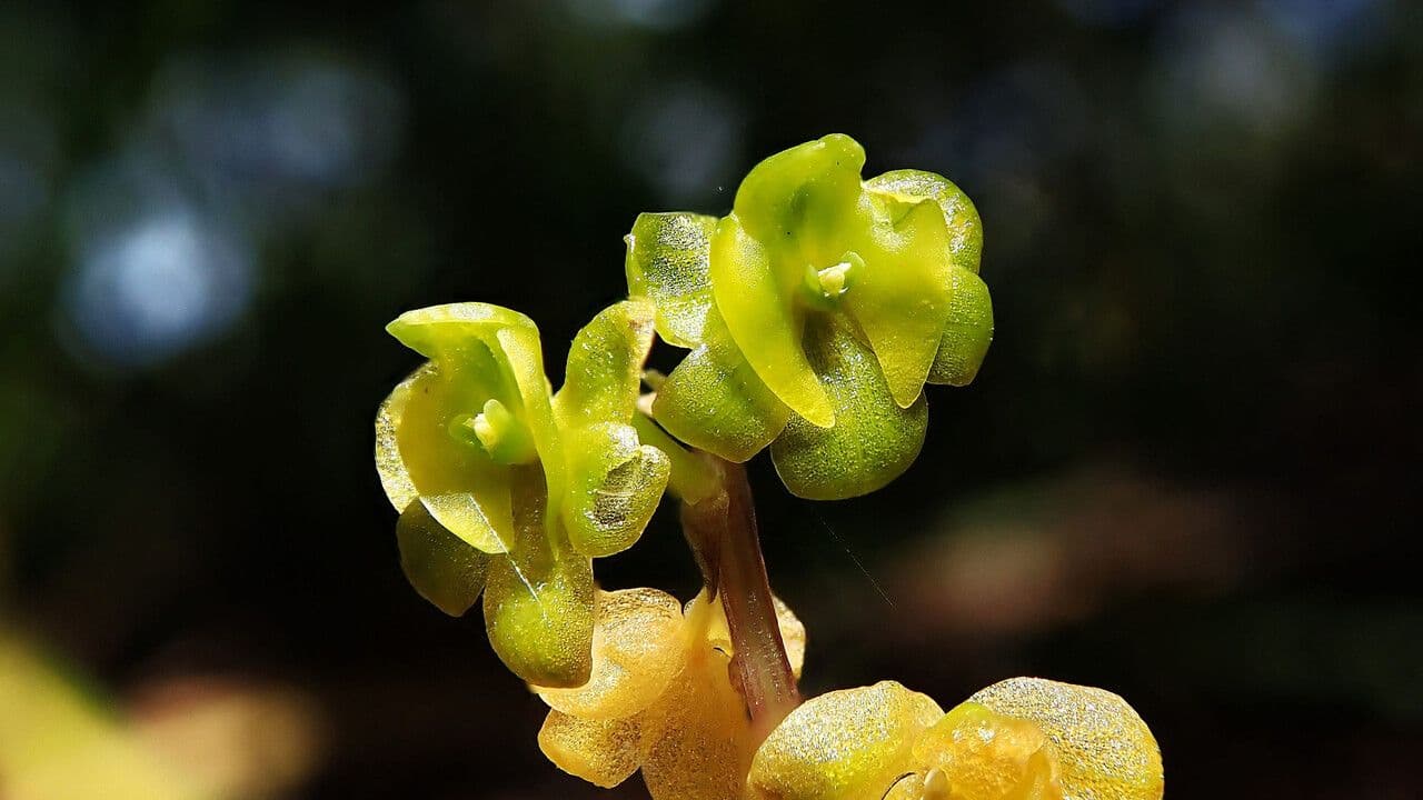 Crepidium taurino 9