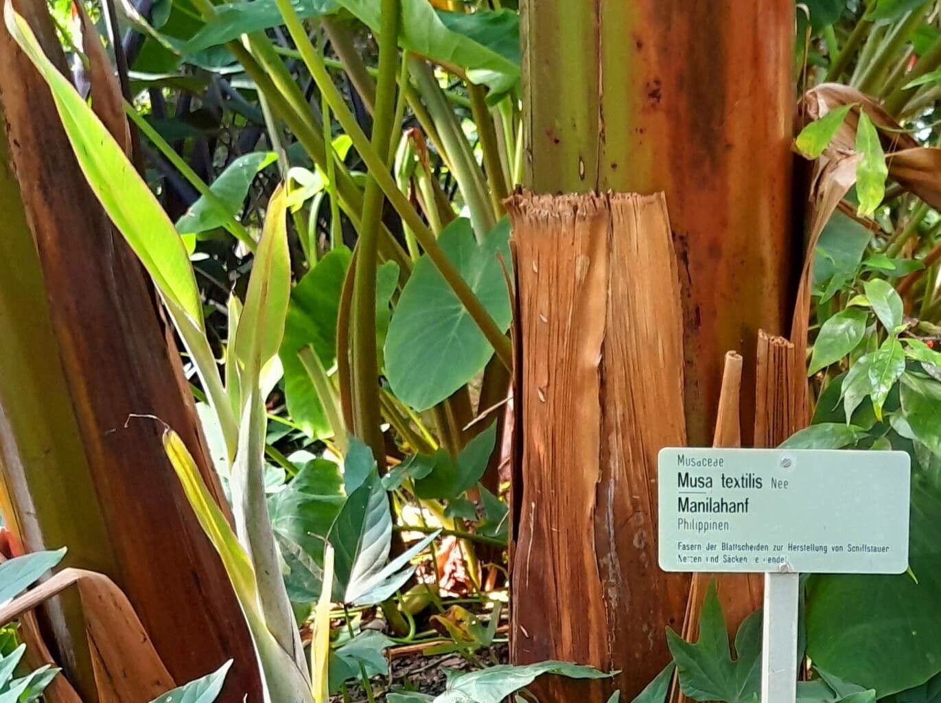 Abaca 17