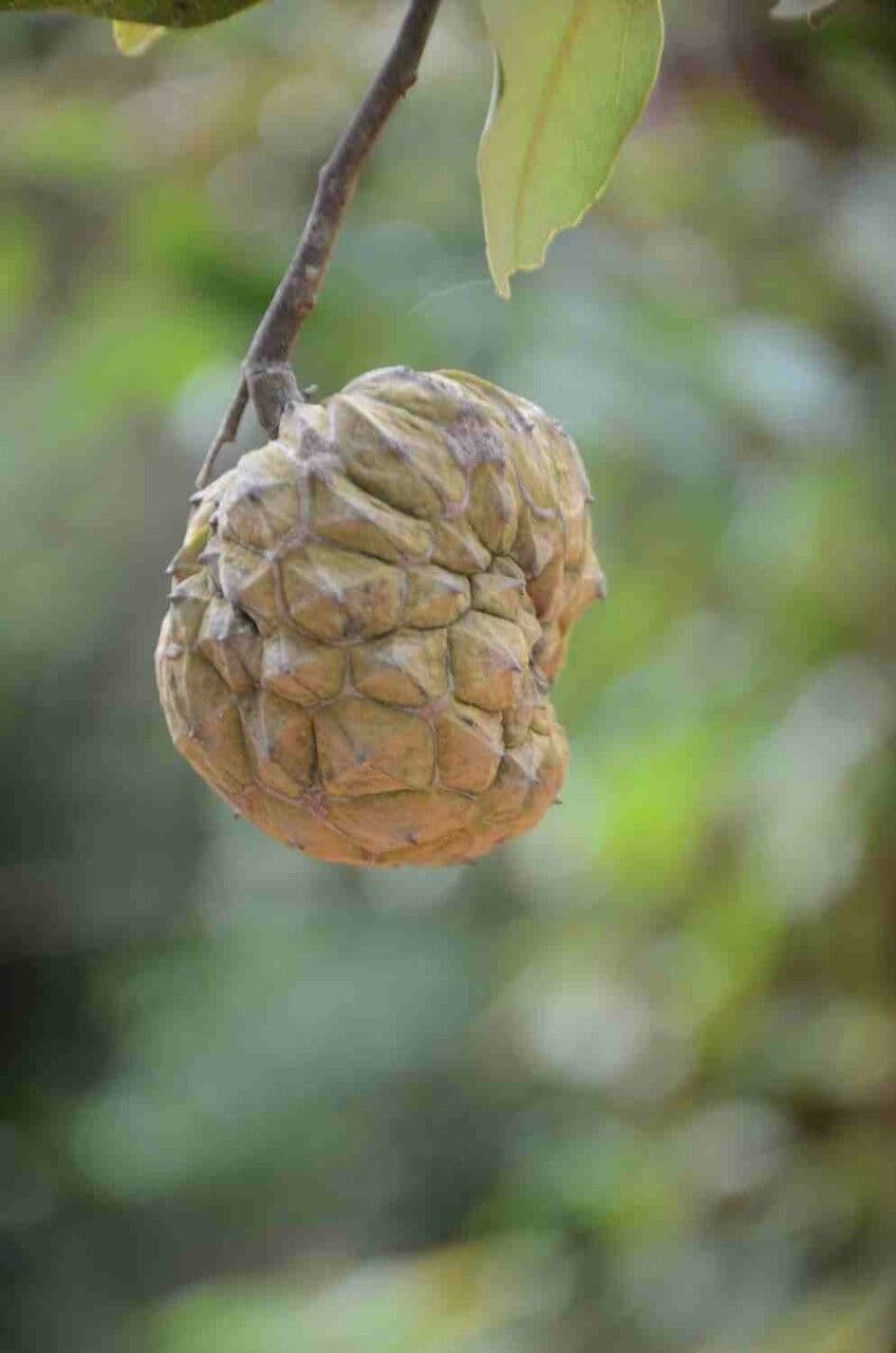 Duguetia 2