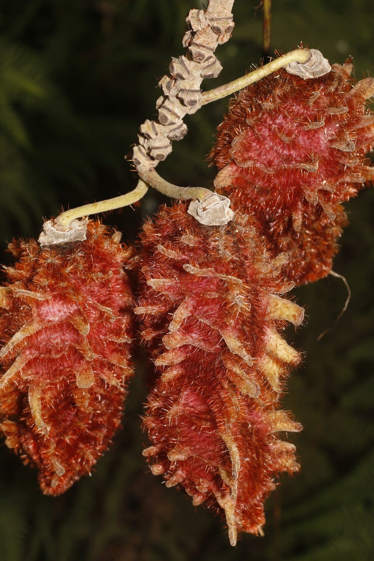 Mucuna 2