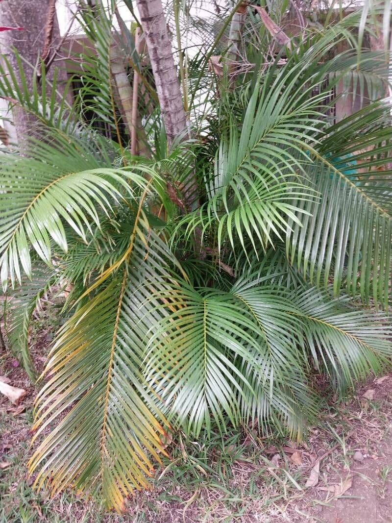 Areca dorée 22