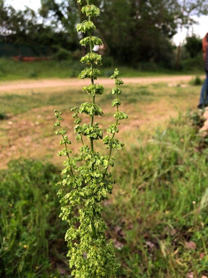 Rumice verticillata 4