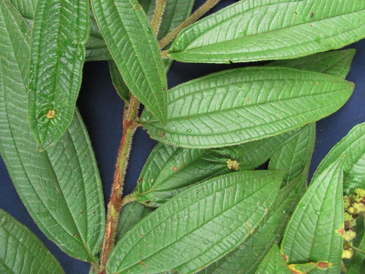 Miconia di Ibagué 7