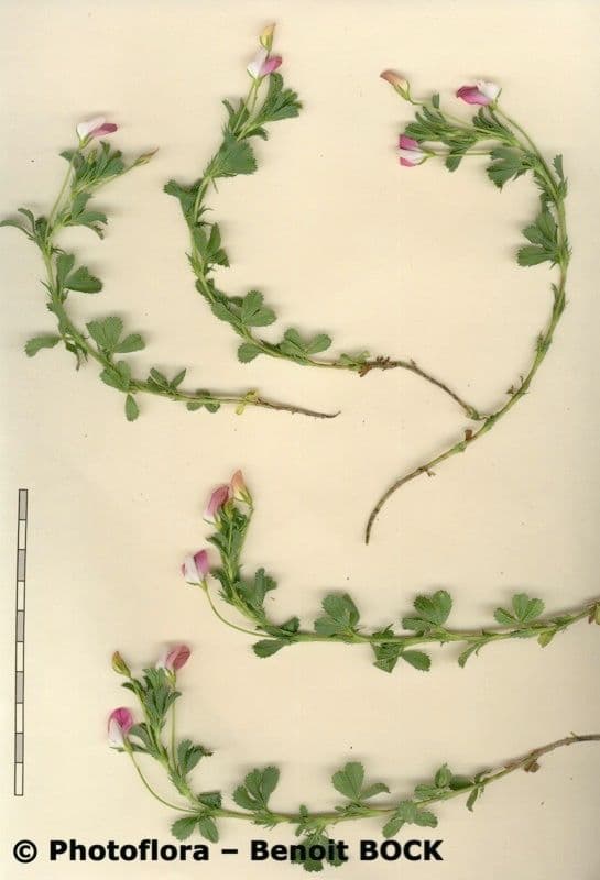 Ononis cristata 26