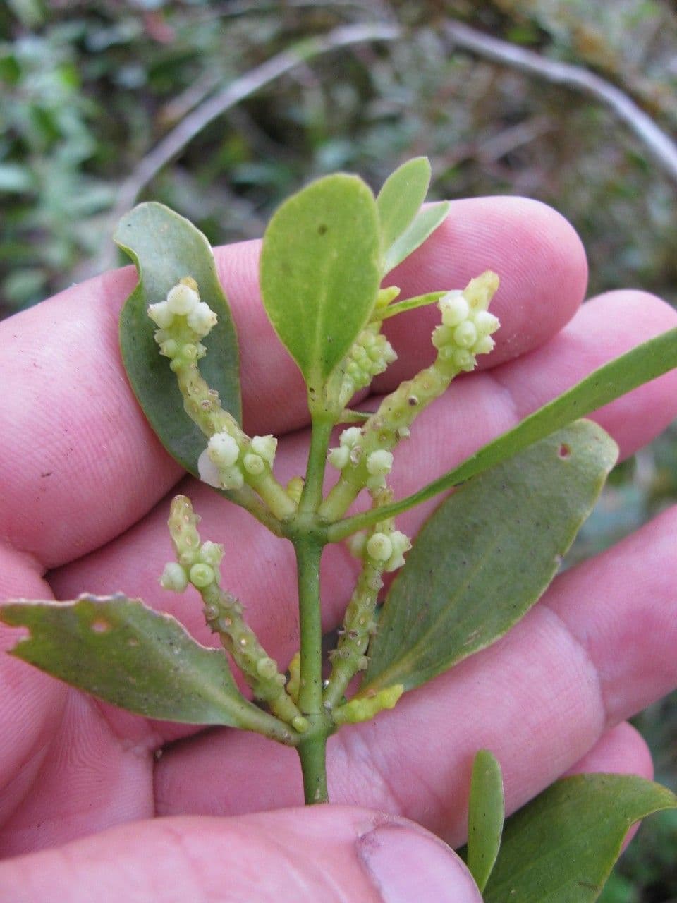 Dendrophthora 4