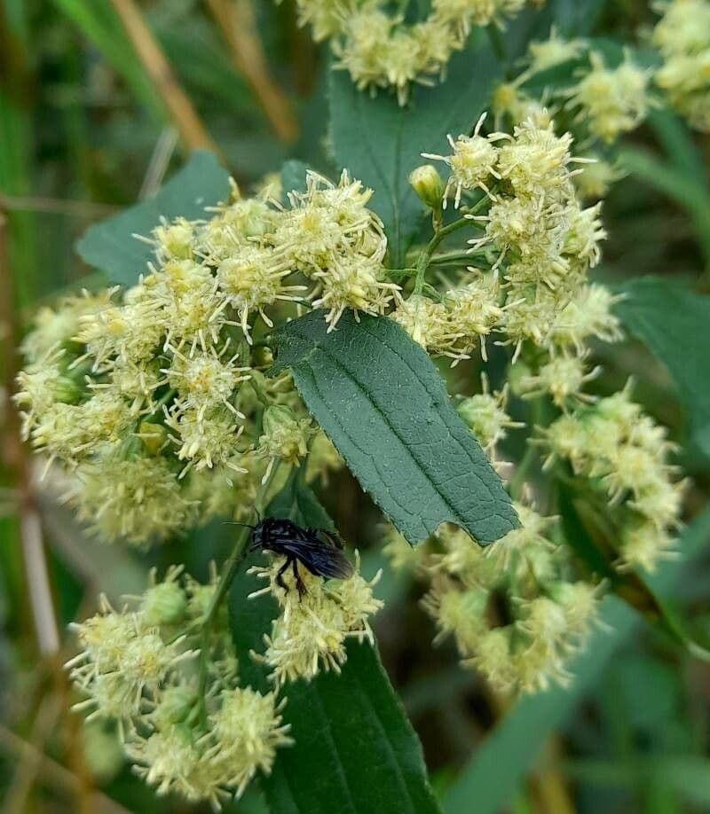 Baccharis 5