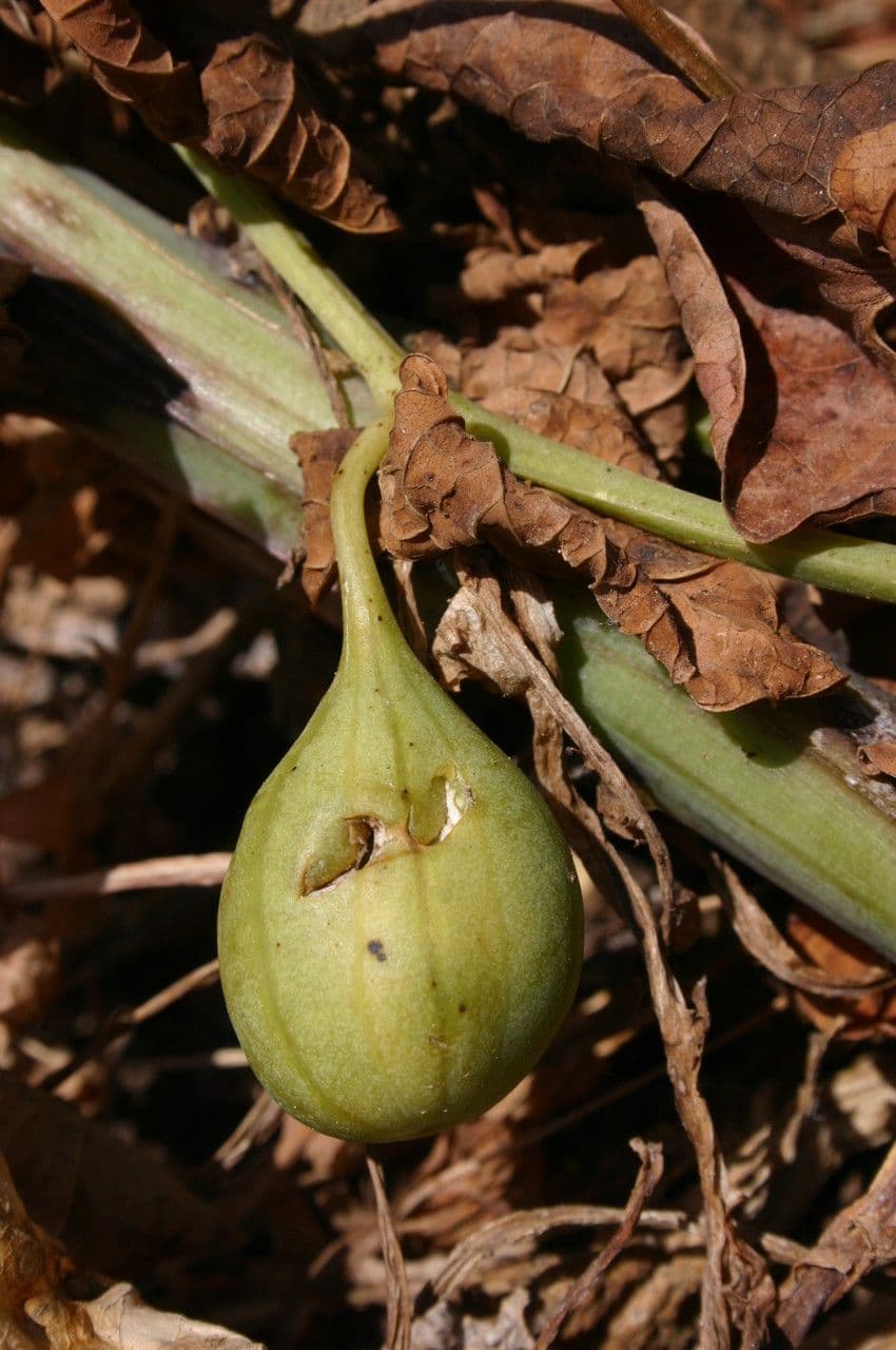 Podražec