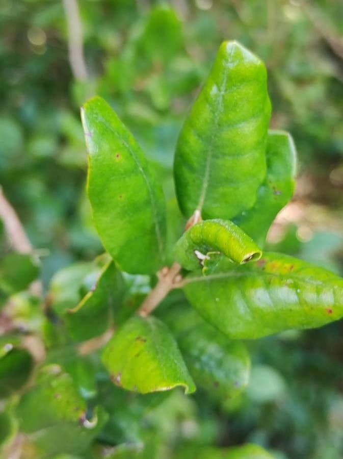 Myrceugenia 11