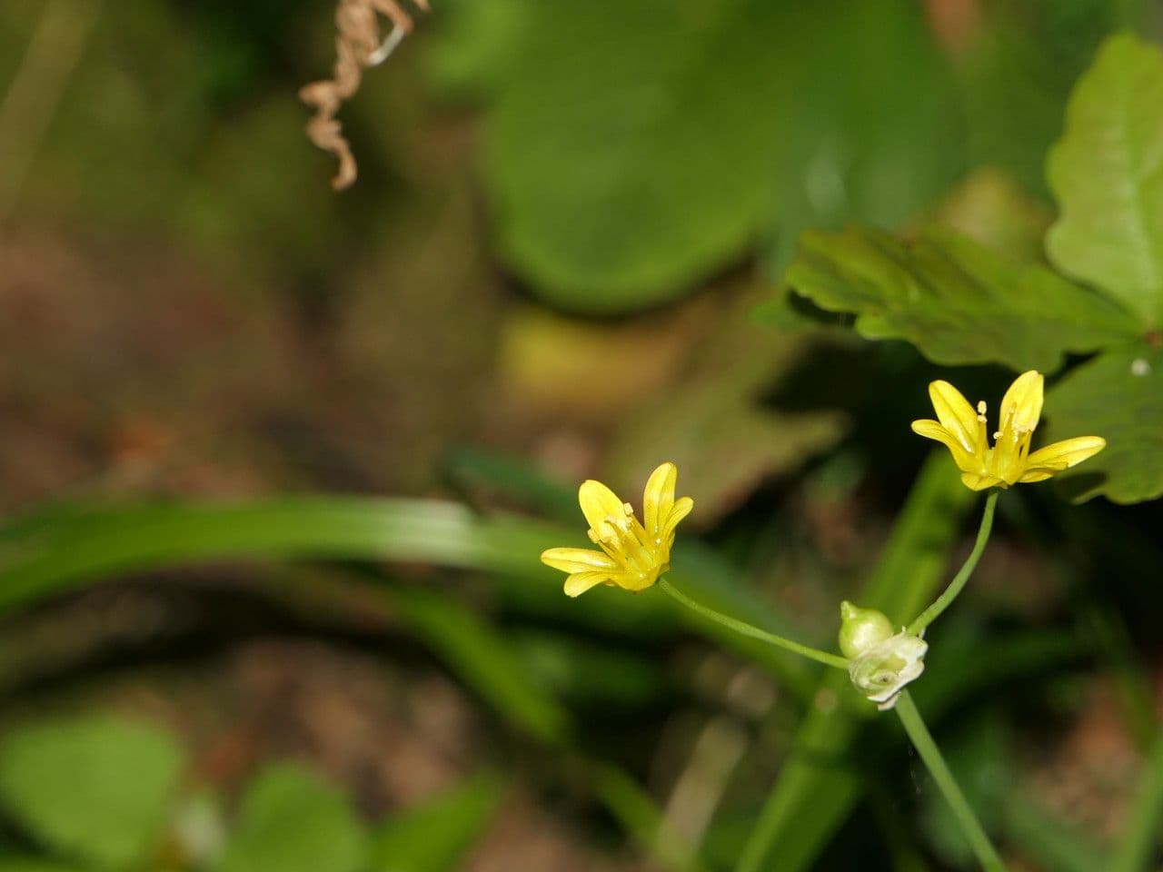 Aglio 3